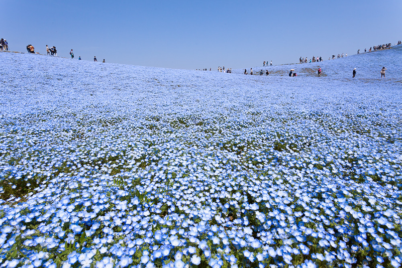 Illustration for article titled A never-ending ocean of 4.5 million flowers in Japan